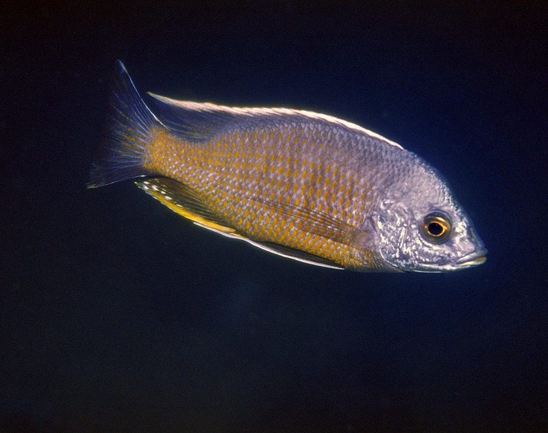Copadichromis borleyi 'Zimbawe Rock'